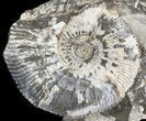 Wide Kosmoceras Ammonite in Matrix- England #42661-1